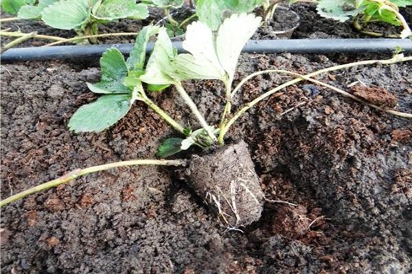 plantando uma planta 