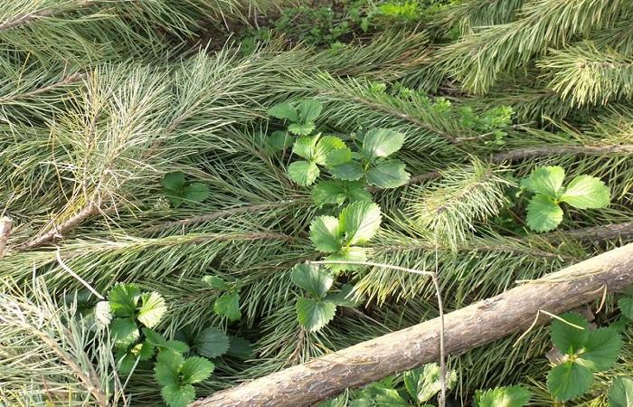 Beschreibung und Eigenschaften der Erdbeeren der Sorte Onda, Pflanz- und Pflegeregeln