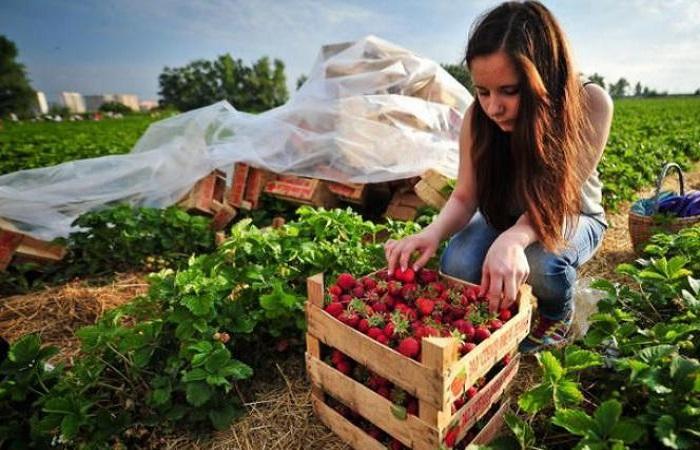 Description and characteristics of strawberries of the Onda variety, planting and care rules