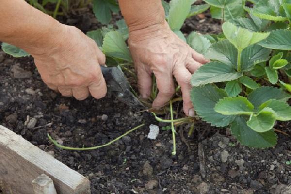 Reinigung von Gartenbeeten 