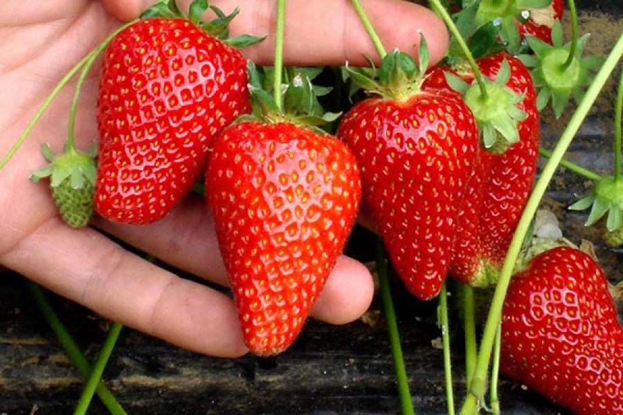 cardinal aux fraises