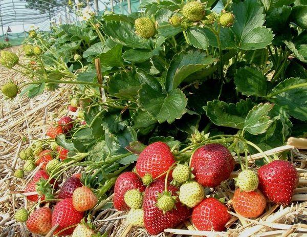 paillage des fraises