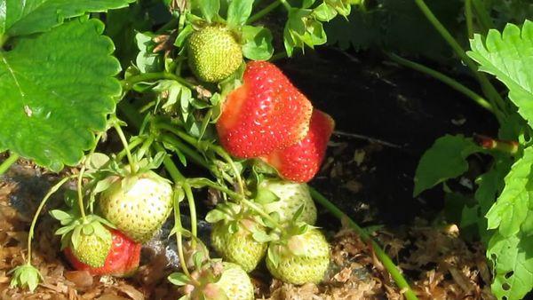 Erdbeeren auf dem Grundstück