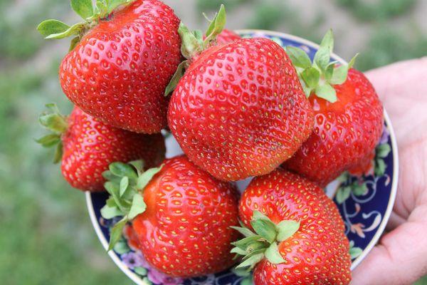 Teller mit Erdbeeren