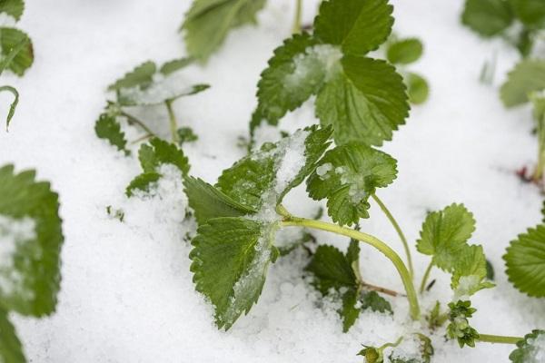 coberto de neve 