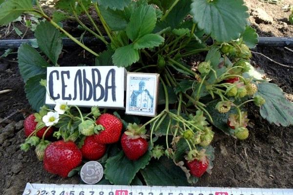 características de la fruta