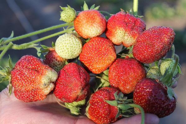 bébé éléphant aux fraises