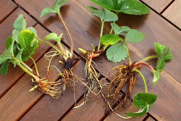 selection of seedlings