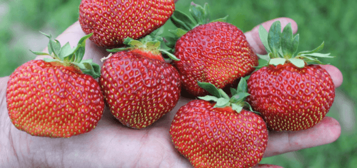 étagère à fraises