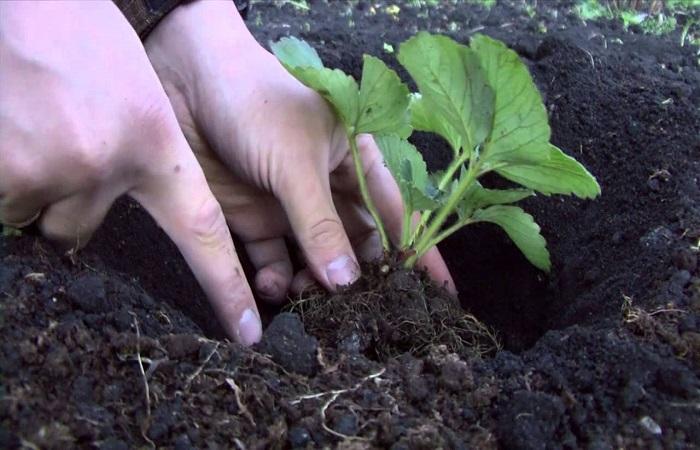 plantando morangos 