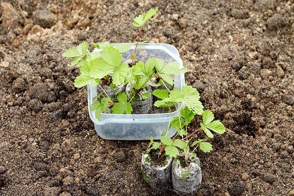 material de plantació