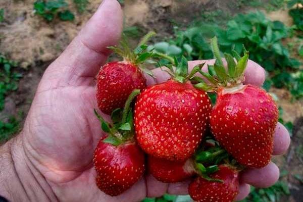 berries in hands