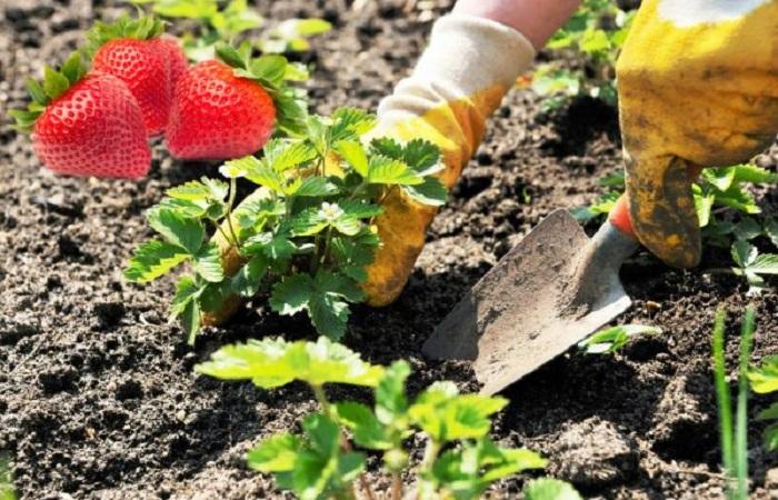 jordbær plantning