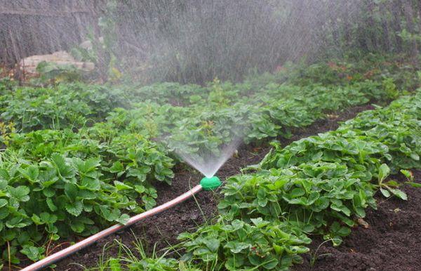 Aardbeien water geven