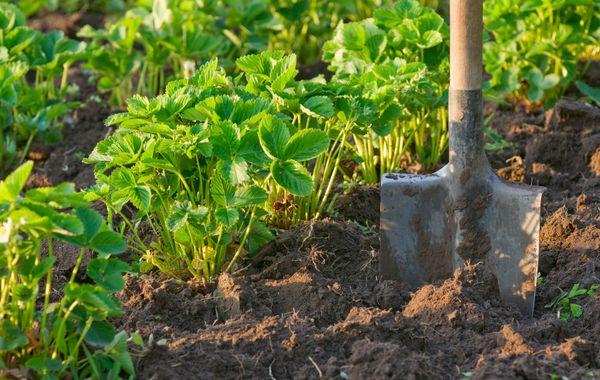 Aardbeien planten