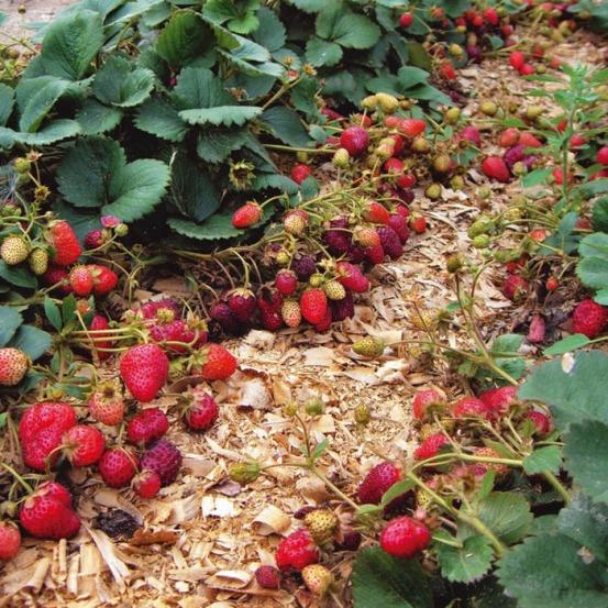 mulching strawberries