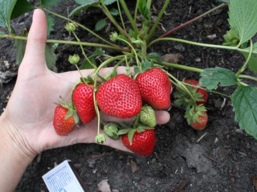 strawberry bush