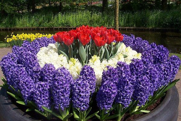 cách trồng hoa tulip đẹp Thiết kế