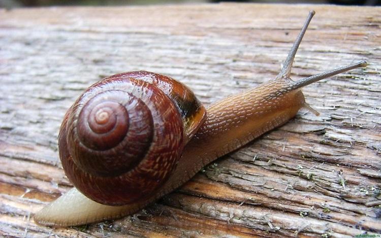 caracol rastejando 