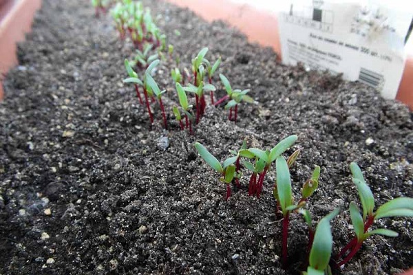  necesidad de la planta