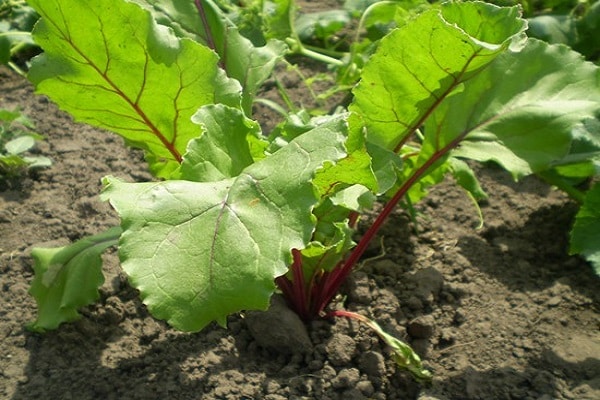 Cuándo y cómo regar adecuadamente las remolachas con agua salada para que queden dulces