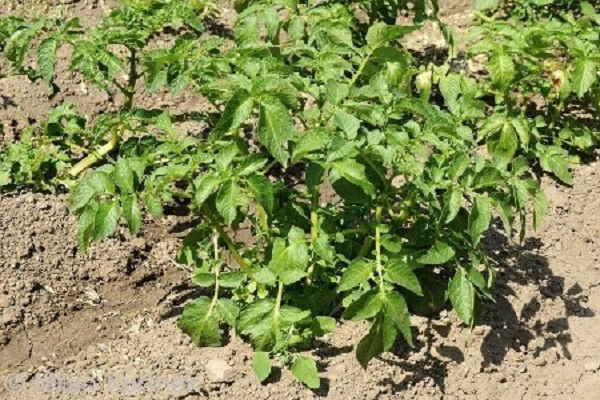 rijping van aardappelen