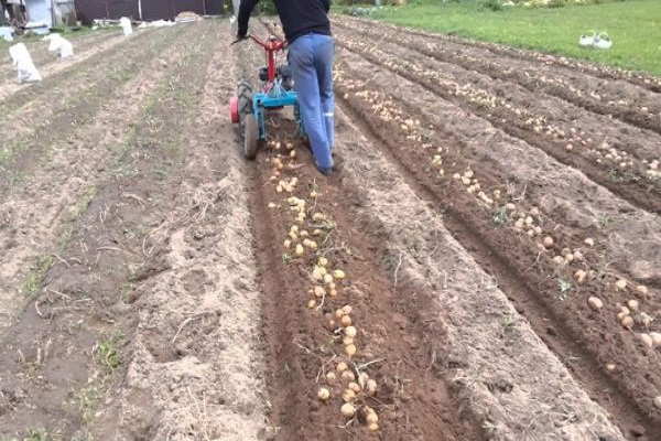 aardappelen graven