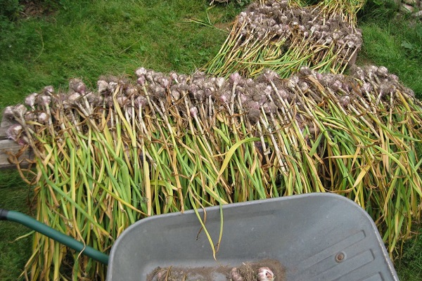 crop harvesting