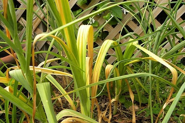 yellow leaves