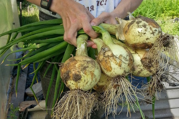 Gartenbeet im Ural