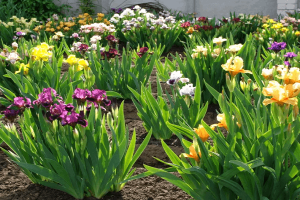 le parterre de fleurs de grand-mère 