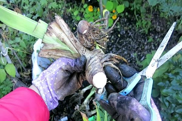 conseguir una cebolla 