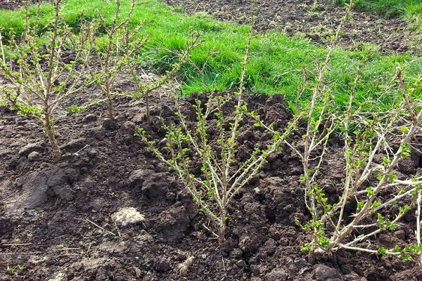 spring gooseberries 