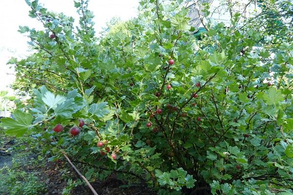 Buschbeeren 