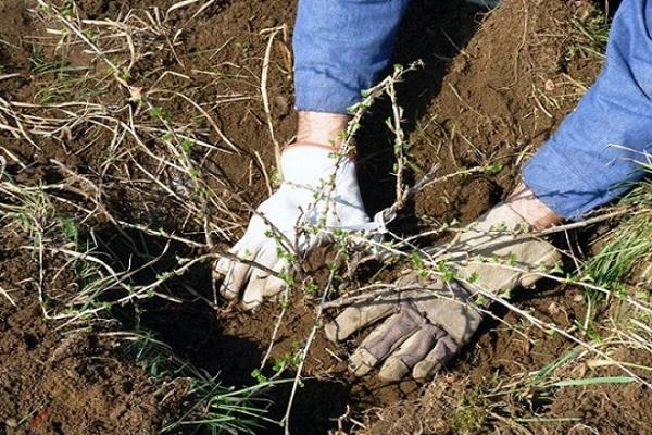 správně transplantovat 