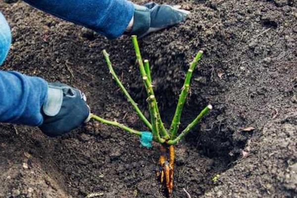 a transzplantáció okai