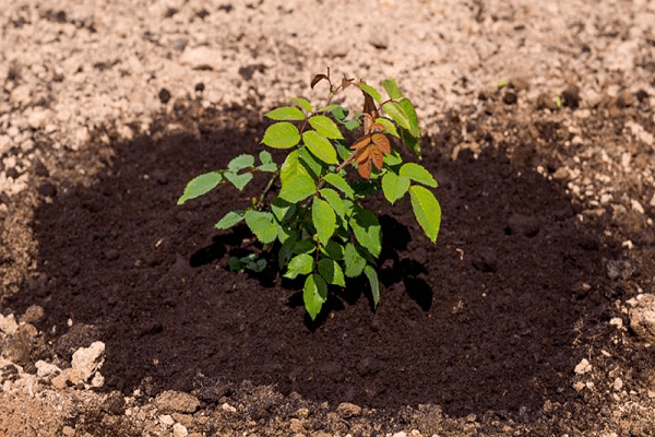 cultivo de flores 