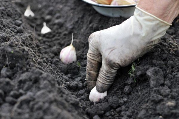 plantar ajo en el jardín