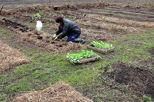 plantes pour semis 