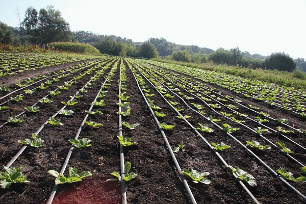 Pequinés en el campo 