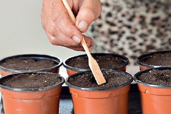 zaden in een pot 