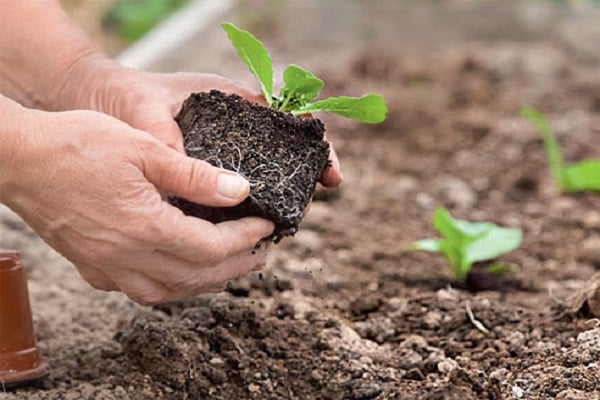 verplanten in de grond 