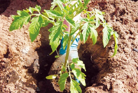 planting tomatoes in the ground