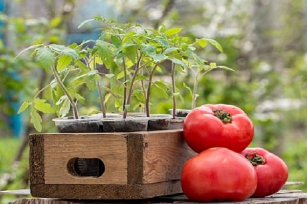 Tomaten pflanzen 