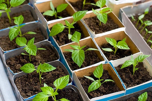 Tomaten im Februar