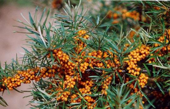 RIPED sea buckthorn