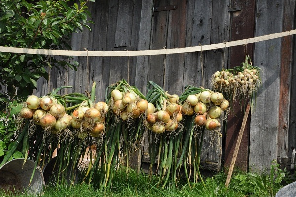 onion ripeness