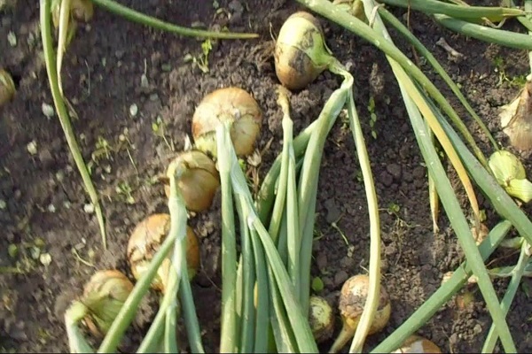 Zwiebeln aus dem Garten