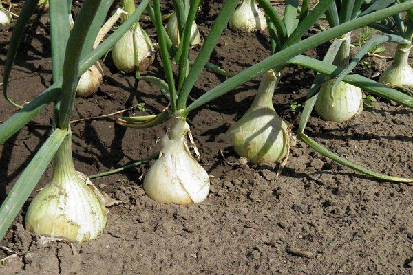 onions for harvesting