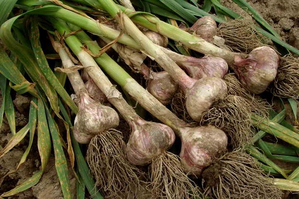 garlic in the middle zone